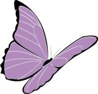 Purple butterfly picture