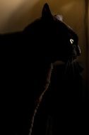 profile portrait of a panther in the dark
