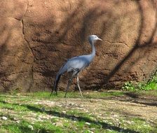 Stanley Crane Bird
