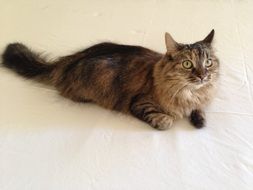 domestic Long-Haired Pets cat