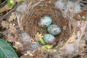 Birds Nest In Spring