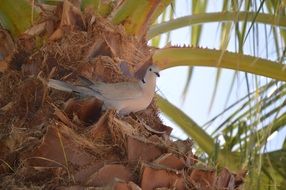 Cute dove sits on the palm tree