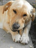 dog chewing a bone