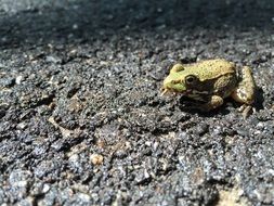 a frog on a pebble beach