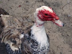 living muscovy duck on a farm