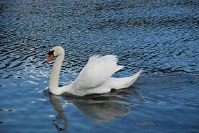 white Swan Animal Wildlife portrait