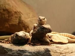 three brown Lizards lying together