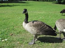 Canadian goose on green grass on a sunny day