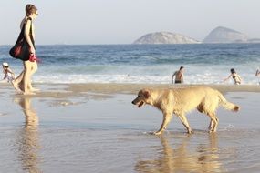 Dog near People at Summer Beach