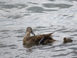 duck and duckling swim together
