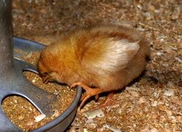 chicken feeding