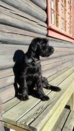 black puppy in the country on a sunny day