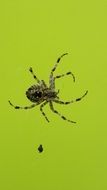 Spider Cross