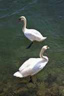 Swans in the water in the lake