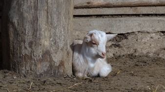 young farm goat