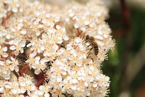 Bee on a flower in nature