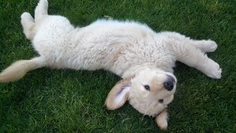 golden retriever puppy lies on green grass