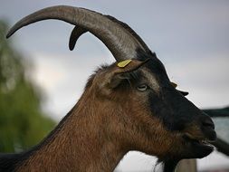 charming Goat Horned