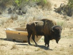 buffalo by the watering place