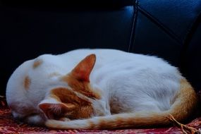 white cat with brown spots is sleeping