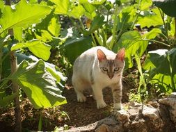 cat hunts in nature