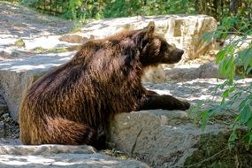 bear near the stone