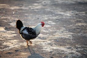 cock walks on the sand