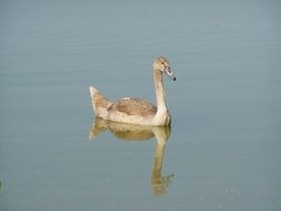 young gray swan on calm water