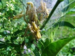 larvae of caterpillar on a green plant close up
