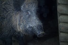 wild boar with long hair