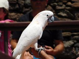 white parrot on perch in profile