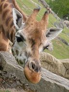 Curious Baby Giraffe
