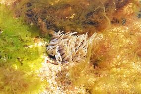 anemone bidlet in sea water