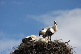 stunningly beautiful Stork