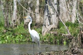 white Heron stays in Water at forest, america