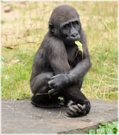 young gorilla in the Amsterdam zoo