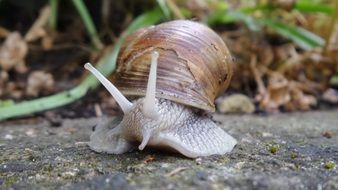 slowly climbing mollusk