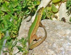 Lizard Colourful