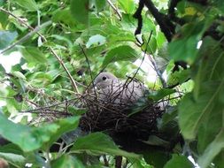 Dove on the tree