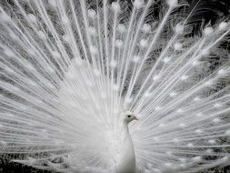 beautiful white peacock as a exotic