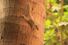 Squirrel Climbing Down