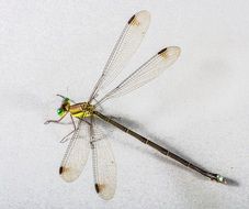 filigreed dragonfly