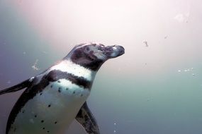 penguin under water