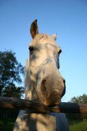 horse in corral close up
