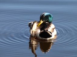 Picture of the birds in a lake