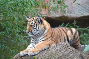 Tiger Animals Zoo