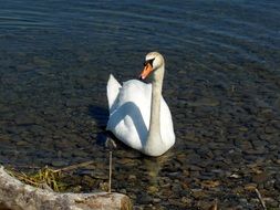 white swan on the lake in Australia
