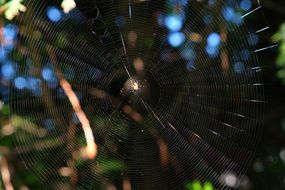 view of the web on the tree
