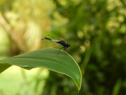 Dragonfly rests on leaf