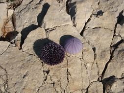 charming Urchins